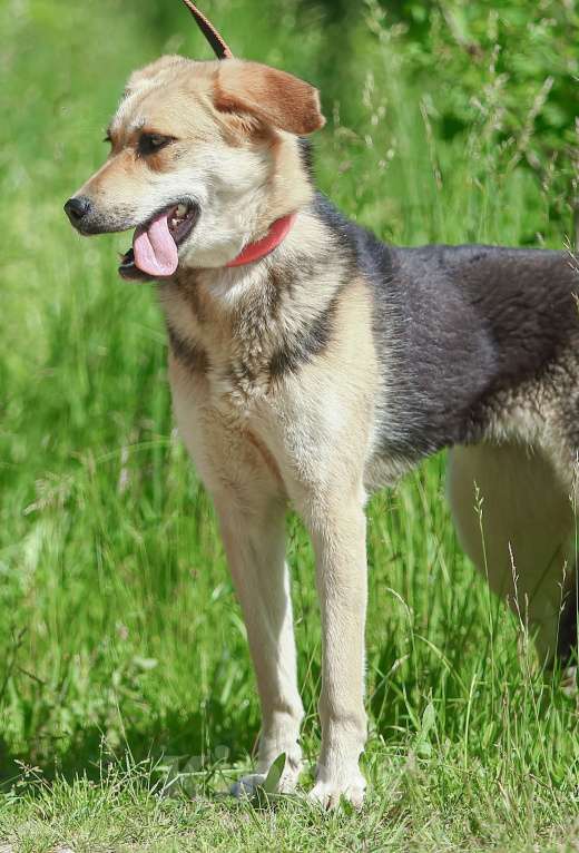 Собаки в Москве: Марти. Нежная скромница из приюта Девочка, Бесплатно - фото 2
