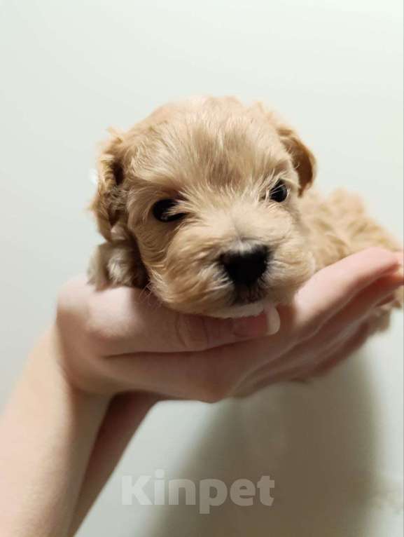 Собаки в Новосибирске: Девочка - стесняшка Девочка, 100 000 руб. - фото 2