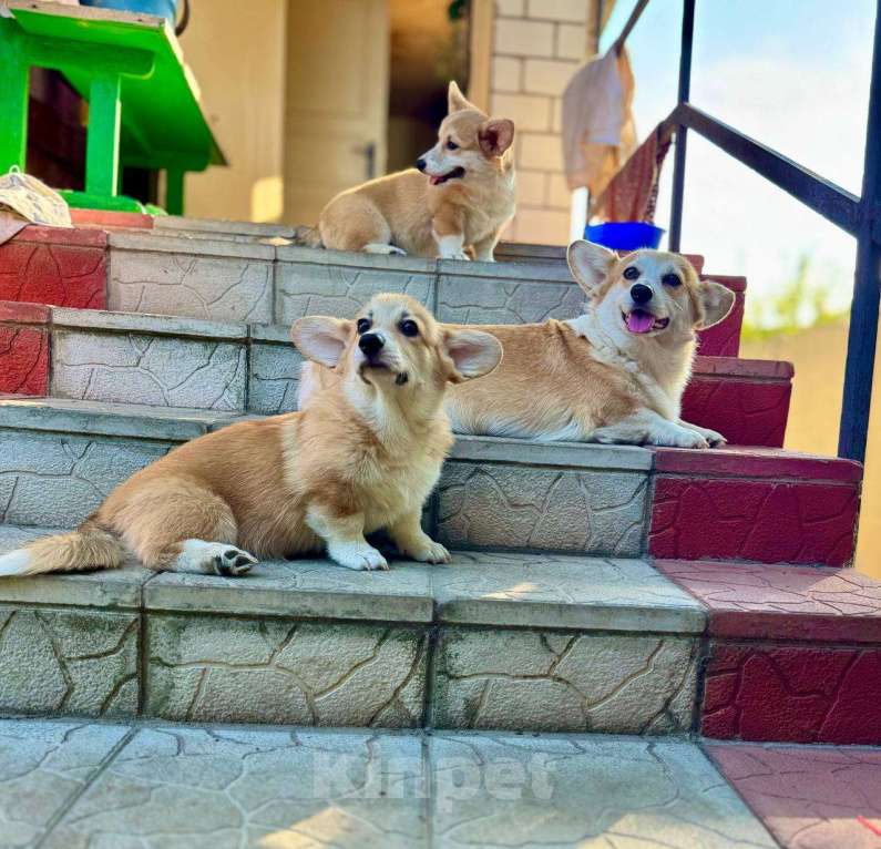 Собаки в Москве: Девочки Вельш корги пемброк  Девочка, 35 000 руб. - фото 2