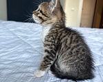 Кошки в Москве: Котенок девочка Девочка, Бесплатно - фото 6