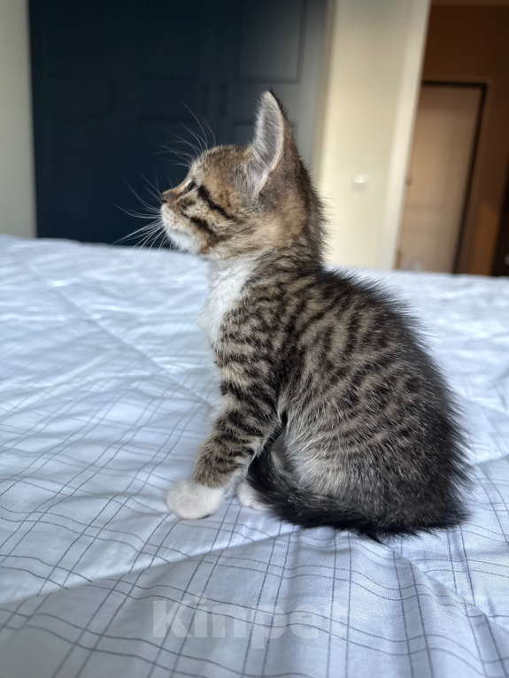 Кошки в Москве: Котенок девочка Девочка, Бесплатно - фото 6