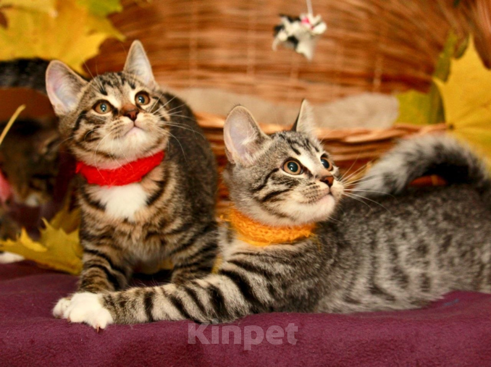 Кошки в Калуге: Осенние малявки, целая корзинка. Котята в добрые руки. Мальчик, Бесплатно - фото 6