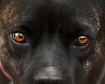 Собаки в Москве: Грозная снаружи но добрая внутри Кора Девочка, Бесплатно - фото 9