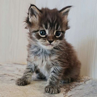 Котята Мейн кун