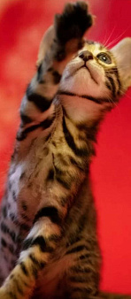 Бенгальский мальчик Майбах 3 мес 