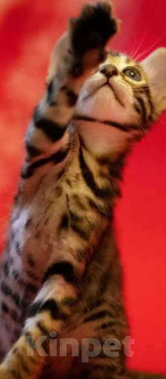 Кошки в Лыткарино: Бенгальский мальчик Майбах 3 мес  Мальчик, 30 000 руб. - фото 1