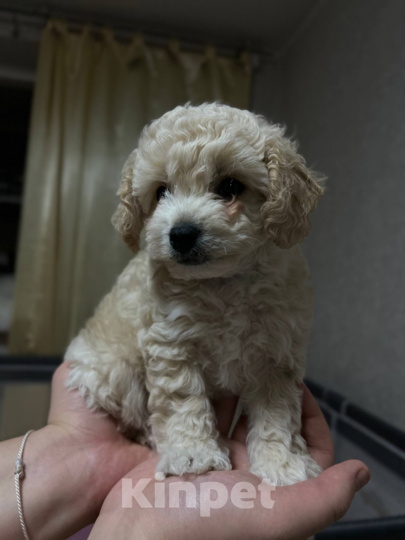 Собаки в Мытищах: Бонус Мальчик, 70 000 руб. - фото 5