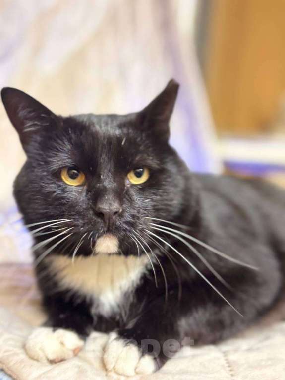 Кошки в Санкт-Петербурге: Очаровательный Дик Мальчик, Бесплатно - фото 4