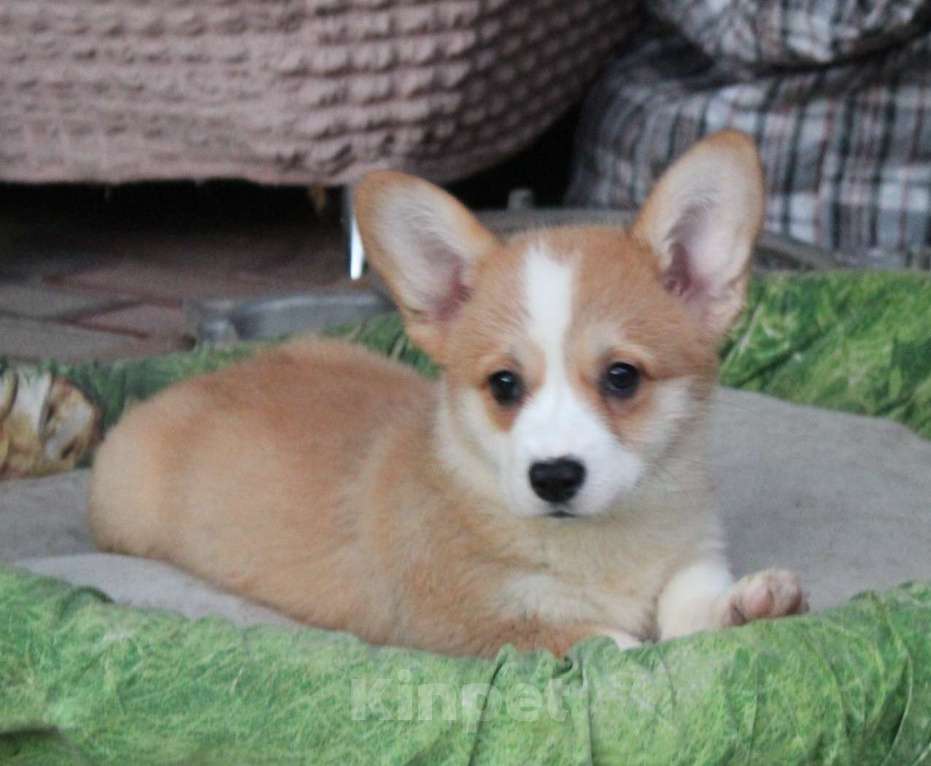 Собаки в Армавире: щенки вельш корги Девочка, 45 000 руб. - фото 2