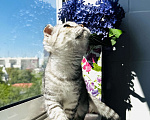 Кошки в Москве: Милейшие Шотландские плюшевые детки Девочка, 9 600 руб. - фото 4
