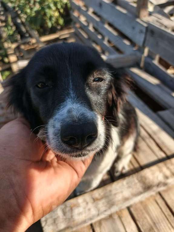 Собаки в Москве: Маленькая собачка ищет дом Девочка, Бесплатно - фото 6