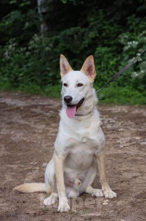 Собаки в Москве: Винки нужен дом  Мальчик, Бесплатно - фото 3