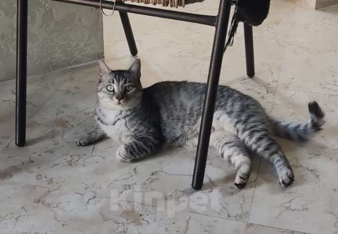 Кошки в Сочи: ПРОПАЛА КОШКА Девочка, 5 000 руб. - фото 2