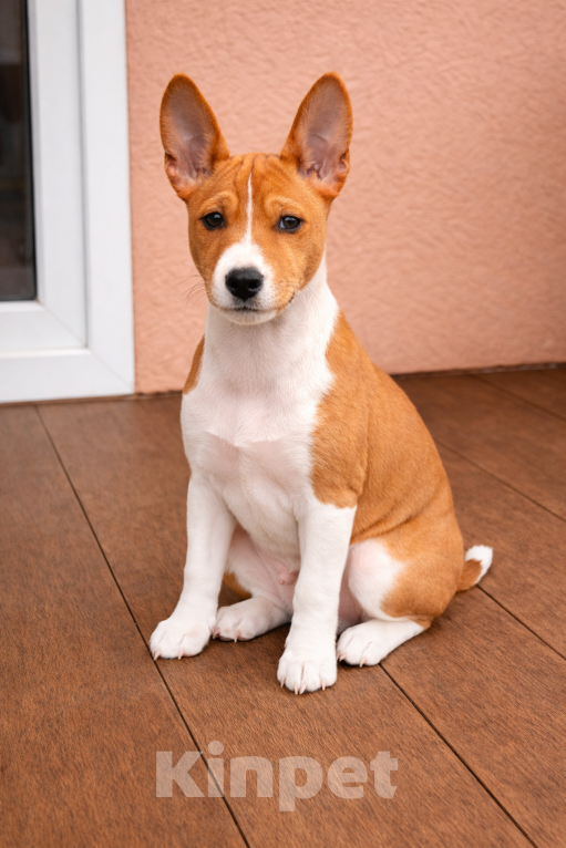 Собаки в Севастополе: Мальчики басенджи Мальчик, Бесплатно - фото 2