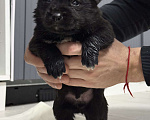 Собаки в других городах Московской области: Отдам в добрые руки щенят  Мальчик, Бесплатно - фото 3