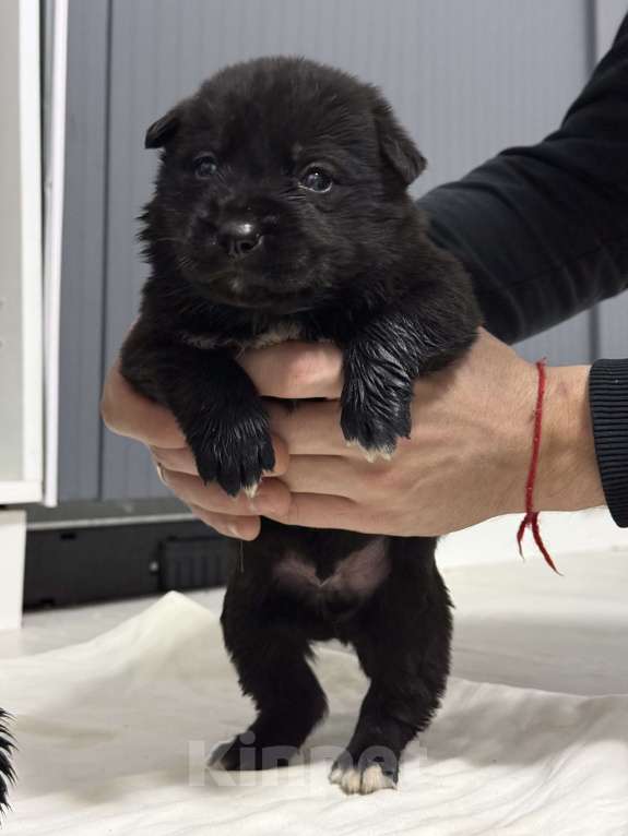 Собаки в других городах Московской области: Отдам в добрые руки щенят  Мальчик, Бесплатно - фото 3