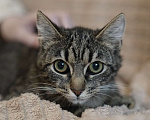 Кошки в Москве: Котенок в добрые руки Девочка, Бесплатно - фото 3