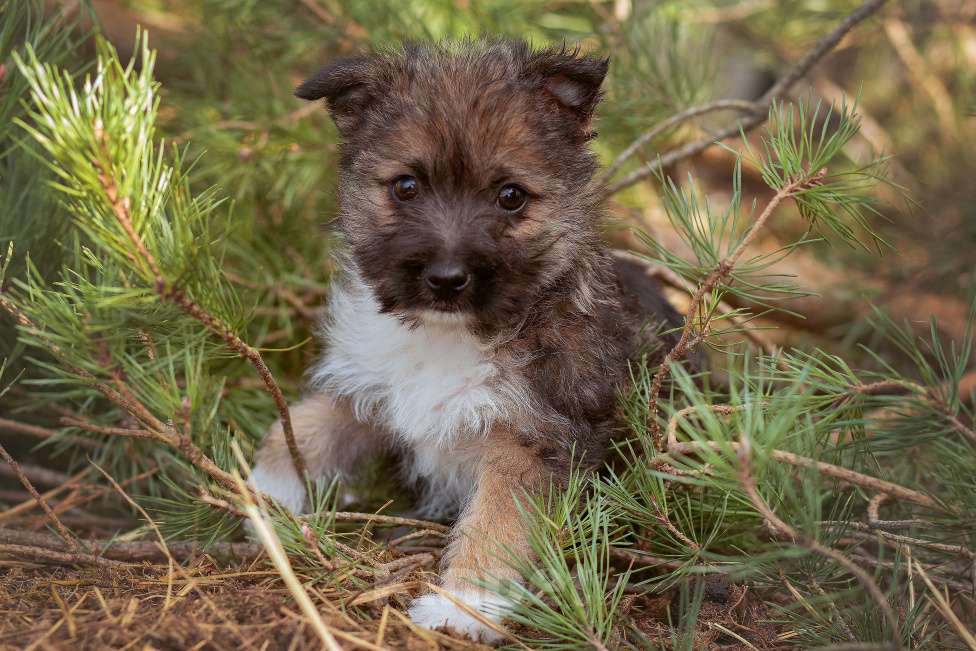 Собаки в Москве: щенок мелкаш Мимоза в добрые руки Девочка, Бесплатно - фото 2