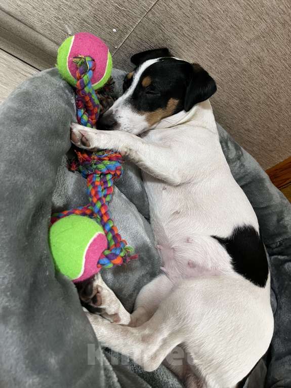 Собаки в Долгопрудном: Продам Джек Рассел терьера Девочка, 8 000 руб. - фото 2