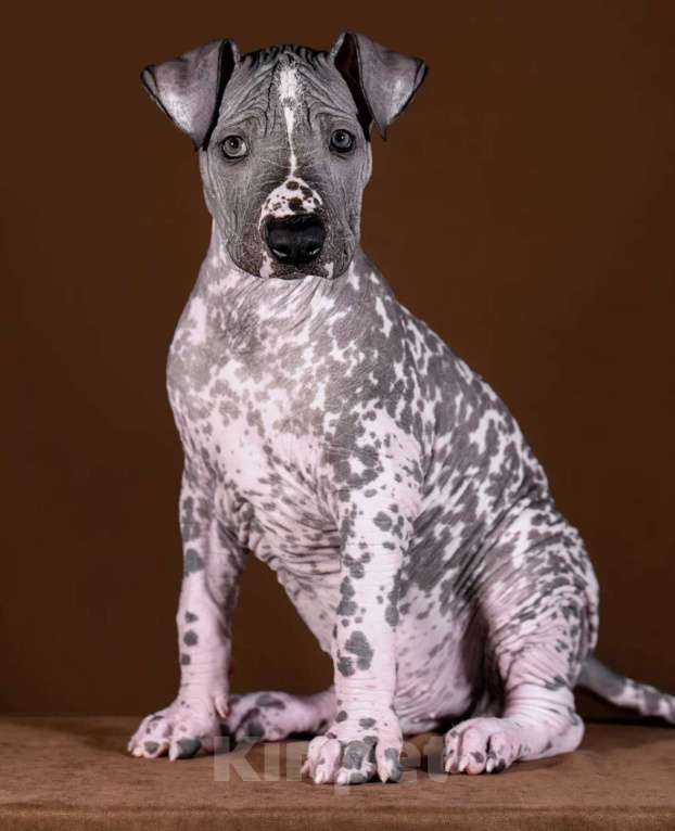 Собаки в Рыбинске: В продаже щенок ксолоитцкуинтли стандартного размера Мальчик, 150 000 руб. - фото 2