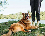 Собаки в Москве: Ходячий смайлик - Рыжуня - хочет на диванчик Мальчик, Бесплатно - фото 6