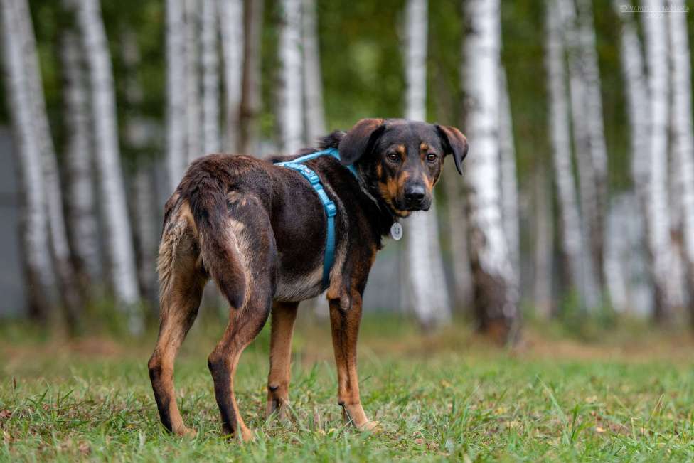 Собаки в Наро-Фоминске: Ласковый пес Мироша Мальчик, Бесплатно - фото 6