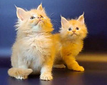 Кошки в Уфе: Котёнок Мейн-кун  Мальчик, 50 000 руб. - фото 4
