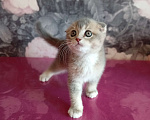 Кошки в Химках: Шотландский вислоухий мальчик, 2 месяца Мальчик, 15 000 руб. - фото 1