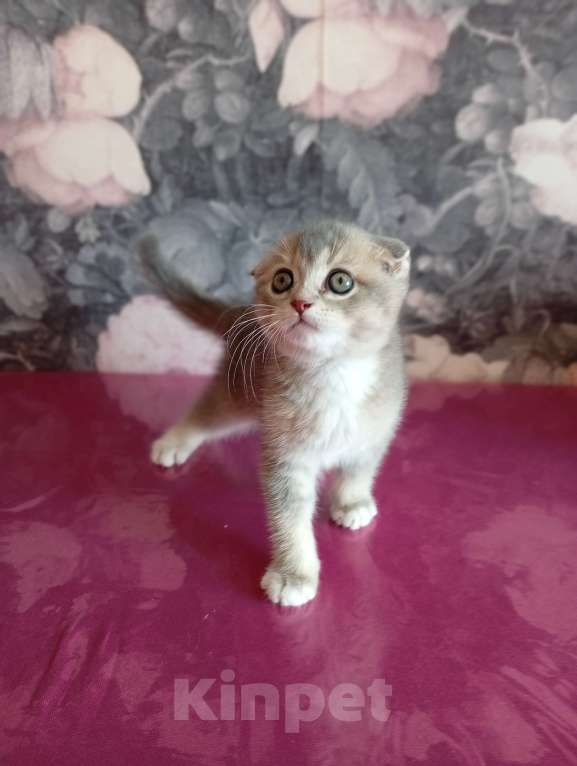Кошки в Химках: Шотландский вислоухий мальчик, 2 месяца Мальчик, 15 000 руб. - фото 1