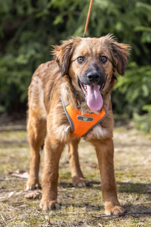 Собаки в Москве: Ищем Рэму новый дом Мальчик, Бесплатно - фото 4