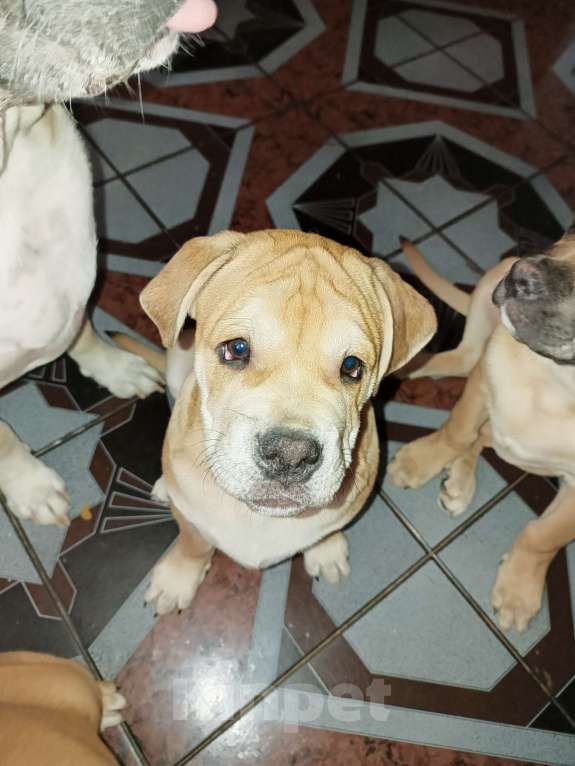 Собаки в Москве: Щенки Кадебо Мальчик, Бесплатно - фото 8