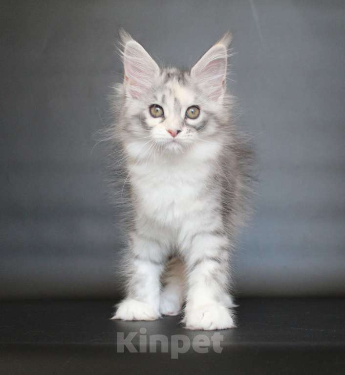 Кошки в Екатеринбурге: Дайнерис. Девочка Девочка, 50 000 руб. - фото 5