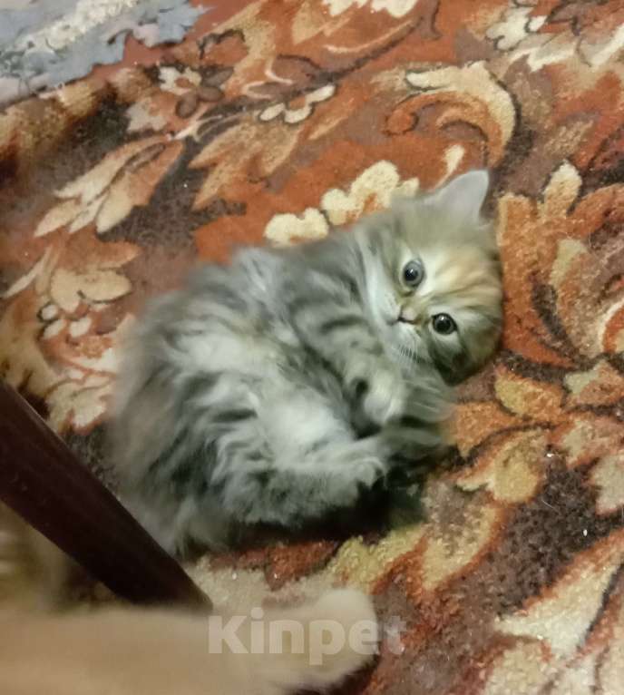 Кошки в Краснодаре: Кошечка - черепашечка Девочка, 5 000 руб. - фото 1