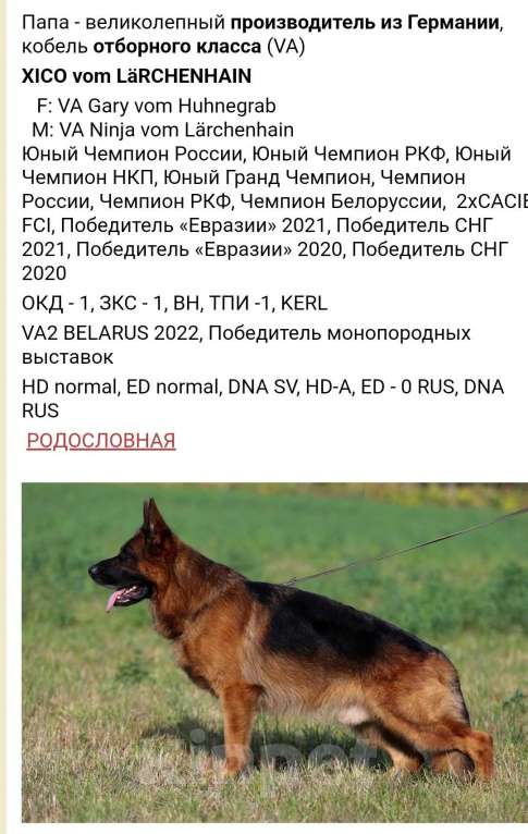 Собаки в Глазове: Немецкая овчарка,девчонка 2 Девочка, 35 000 руб. - фото 6