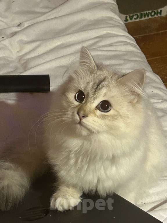 Кошки в Москве: Котик золотого окраса Мальчик, 60 000 руб. - фото 3