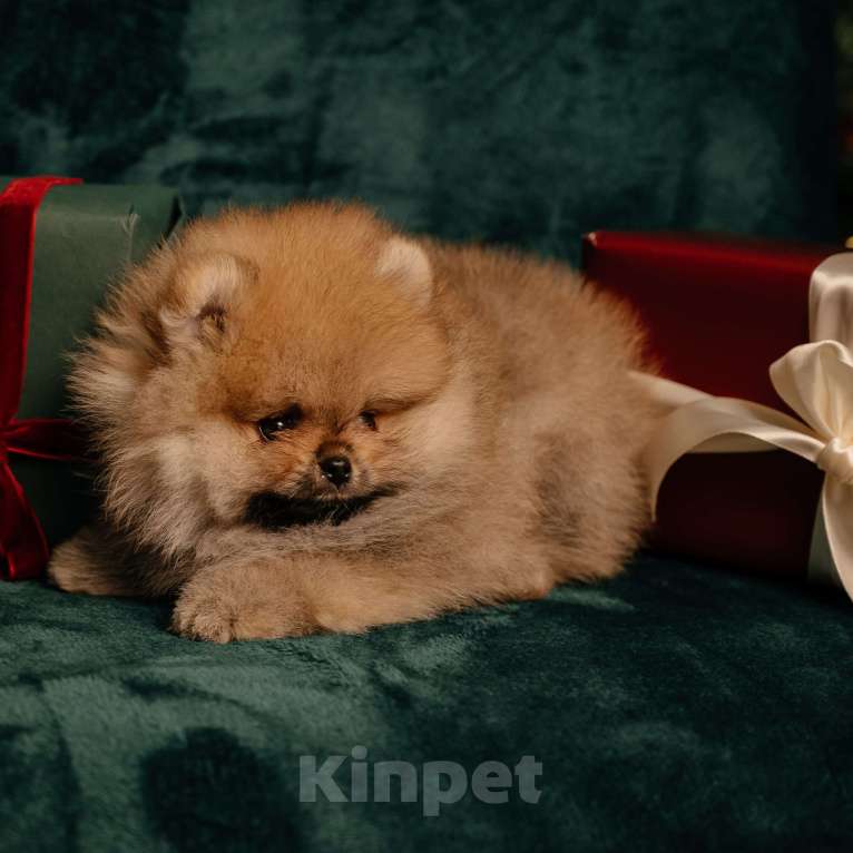 Собаки в Челябинске: Померанский шпиц  Мальчик, Бесплатно - фото 3