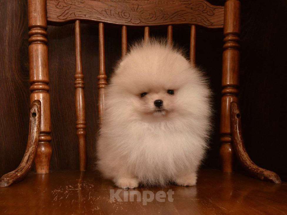 Собаки в Москве: Померанский шпиц (очаровательный мальчик)  Мальчик, 65 000 руб. - фото 3