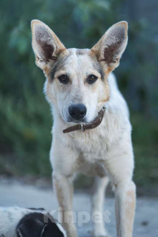 Собаки в Москве: Серафима — собака-удача в дар  Девочка, 1 руб. - фото 2