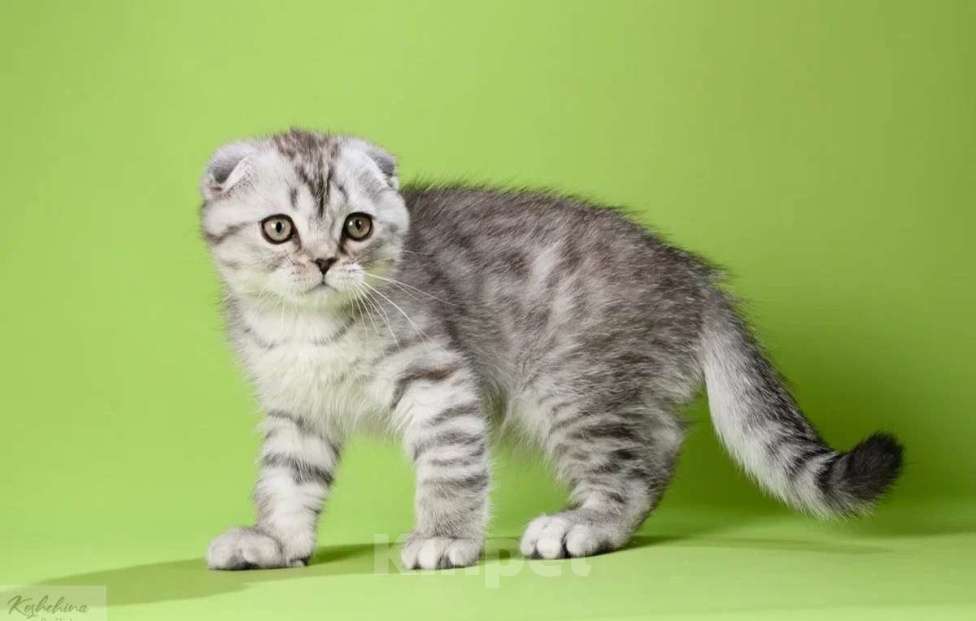 Кошки в Москве: Шотландский плюшевый мишка Мальчик, 50 000 руб. - фото 4