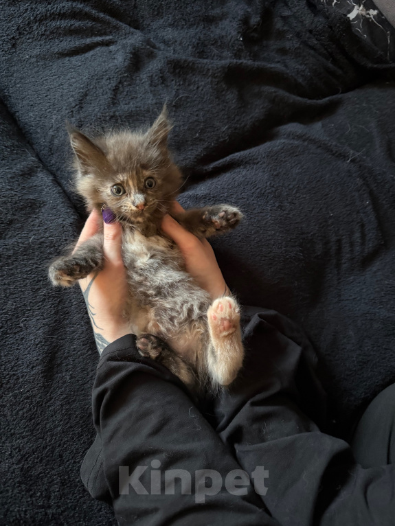 Кошки в Чите: Котенок МЕЙН КУН девочка Девочка, 20 000 руб. - фото 6