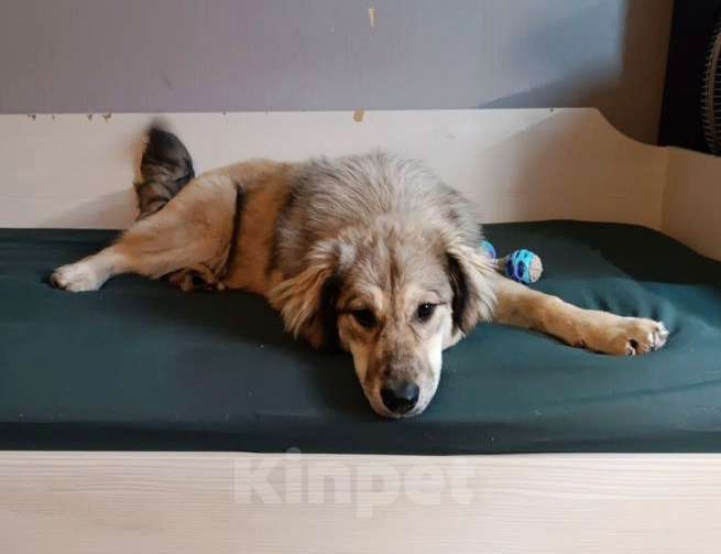 Собаки в Москве: Афелия пушистое облачко Девочка, Бесплатно - фото 4