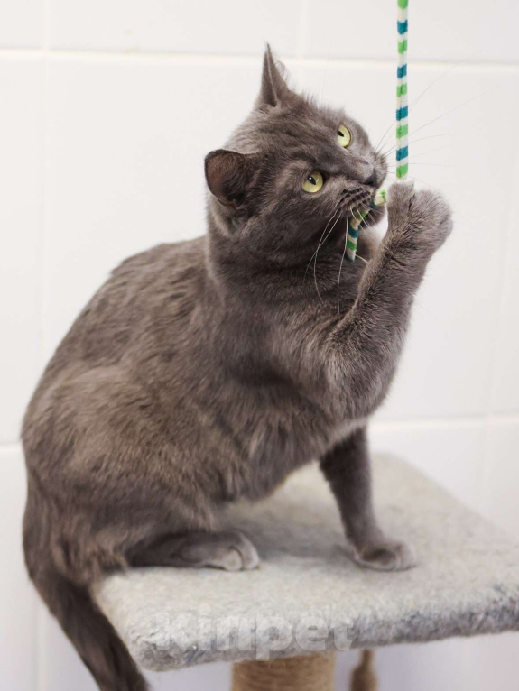 Кошки в Москве: Красавица с непростой судьбой Девочка, Бесплатно - фото 9