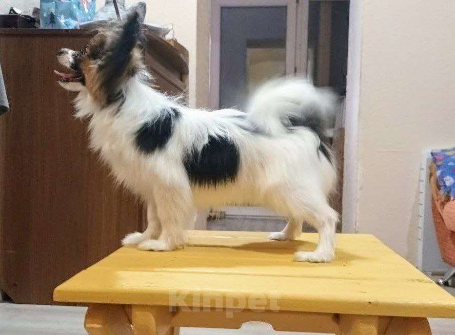 Собаки в Москве: Щенок папийона  мальчик Честер Мальчик, 65 000 руб. - фото 3