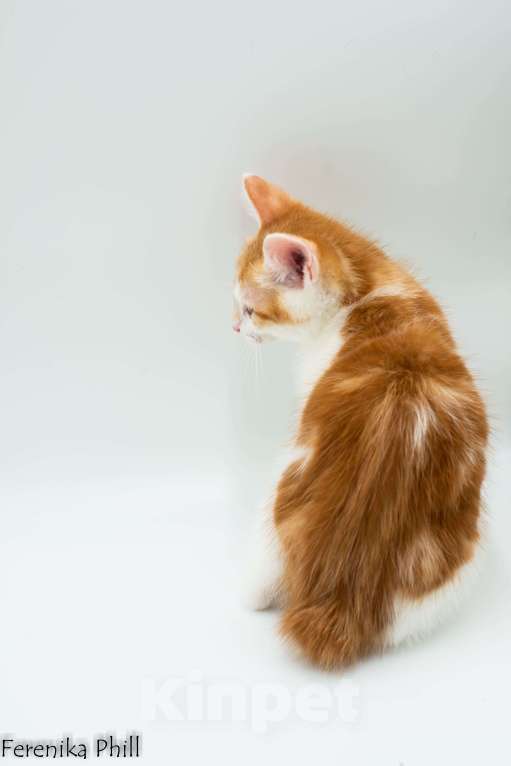 Кошки в Хабаровске: Котёнок Курильского Бобтейла Ференика Фил МИРАМ Мальчик, 40 000 руб. - фото 3