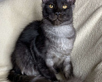 Кошки в Дмитрове: Черный дымчатый мальчик мейн кун Richard Мальчик, 40 000 руб. - фото 3