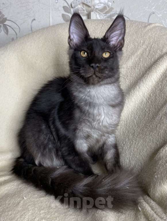 Кошки в Дмитрове: Черный дымчатый мальчик мейн кун Richard Мальчик, 40 000 руб. - фото 3