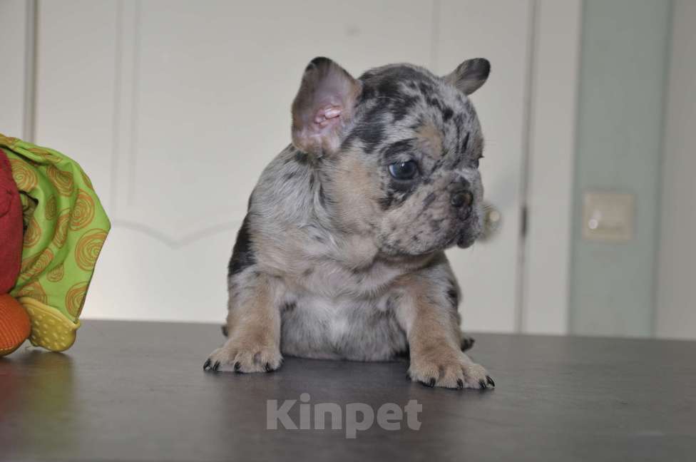 Собаки в Москве: Голубой мерле Девочка, 80 000 руб. - фото 2