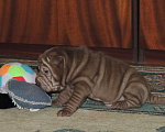 Собаки в Москве: Шикарный шоколадный щенок шарпей Сникерс Мальчик, Бесплатно - фото 3