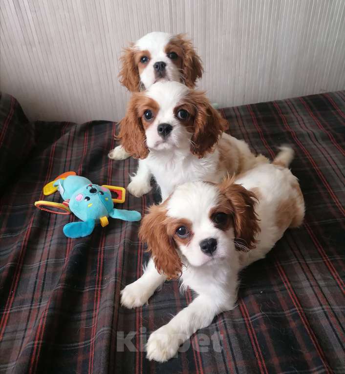 Собаки в Москве: Щеночки Кавалер Кинг Чарльз спаниель. Девочка, 120 000 руб. - фото 3