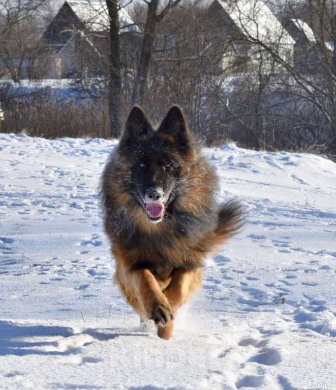 Собаки в Пензе: Щенок немецкой овчарки длинношерстной Мальчик, 35 000 руб. - фото 4